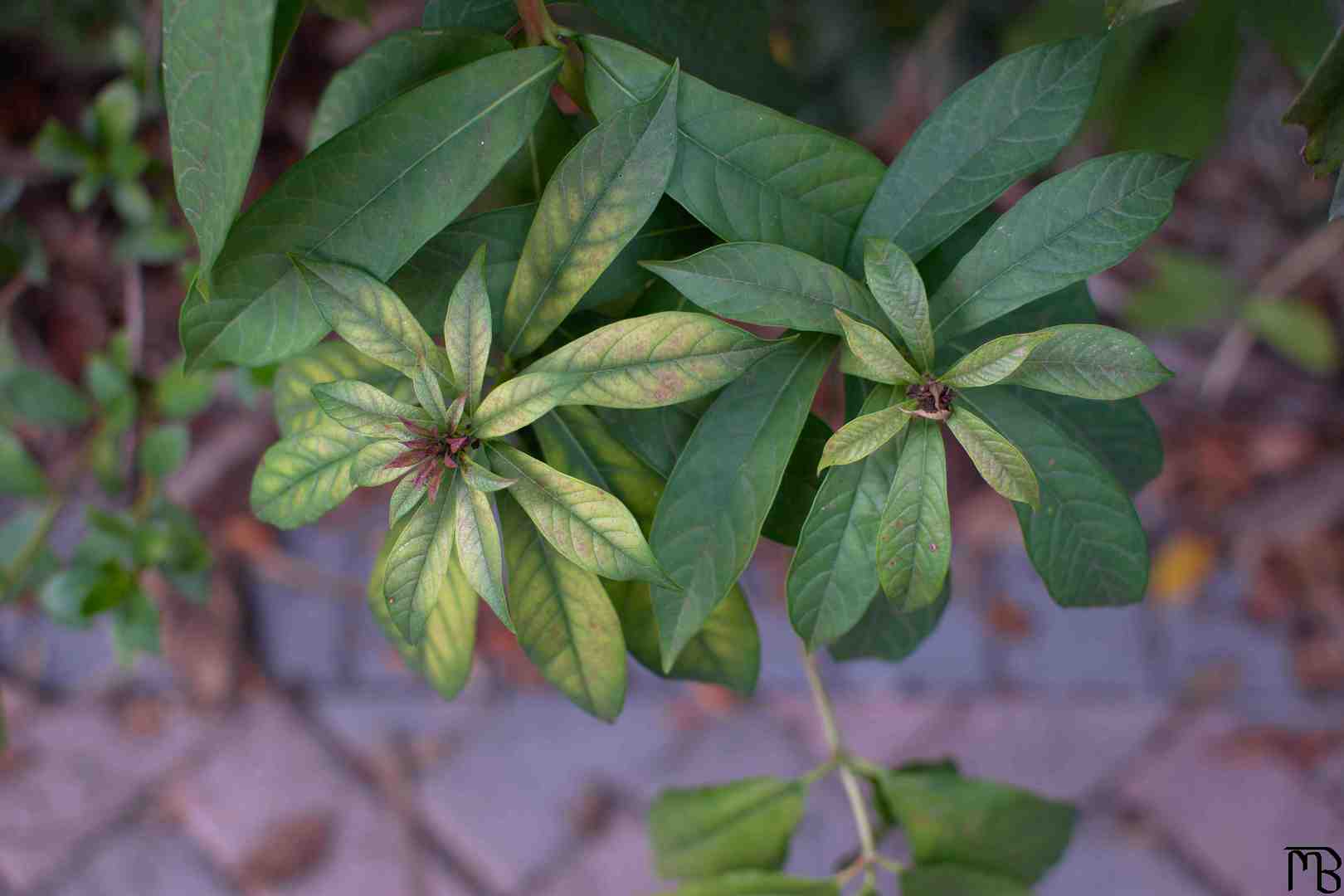 Green leaves