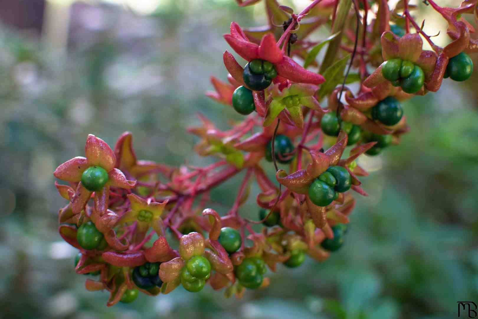 Greed buds and red flowers