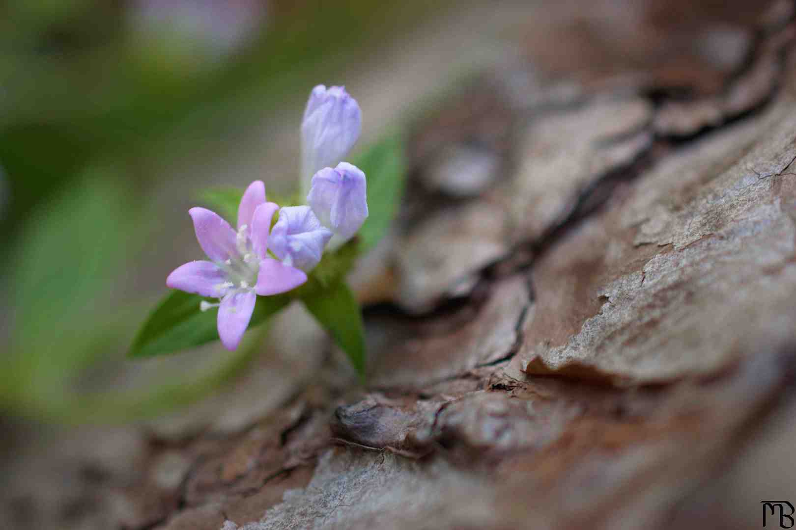 Flowers next to tree