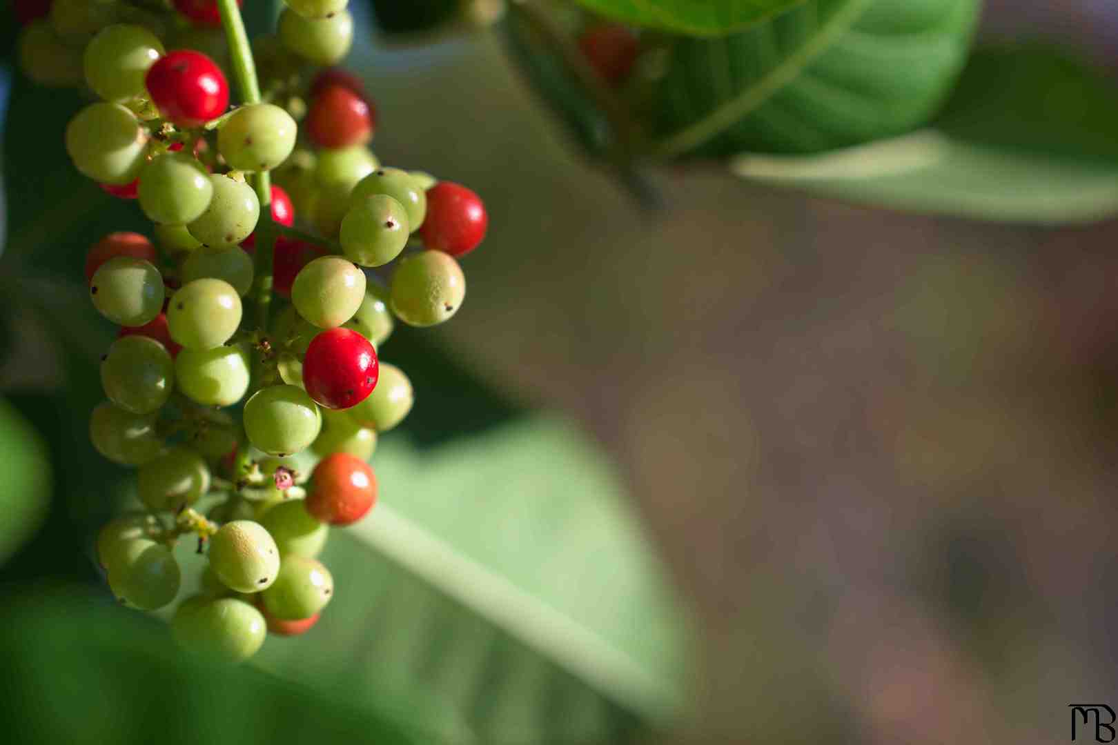 Red and green berries