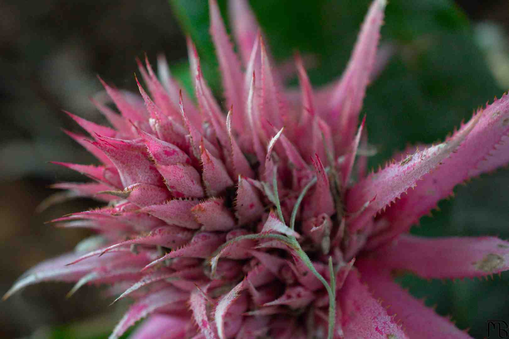 Red-pink flower plant