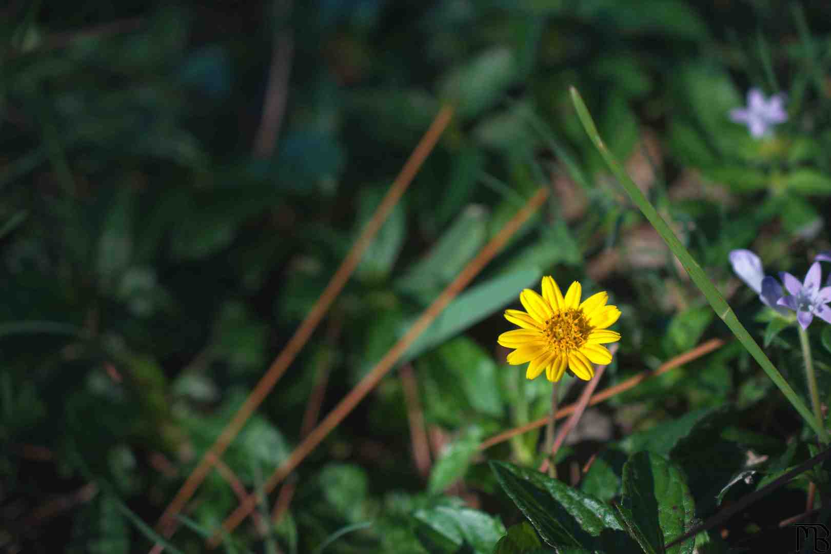 Yellow flower on ground