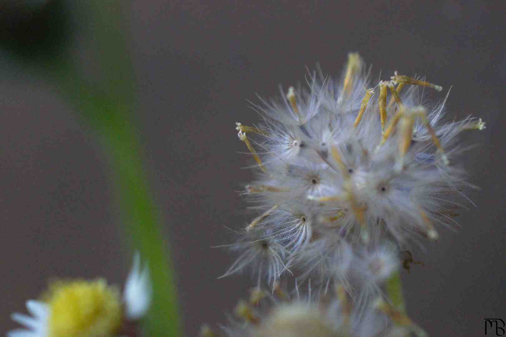 Dandelion next to porch