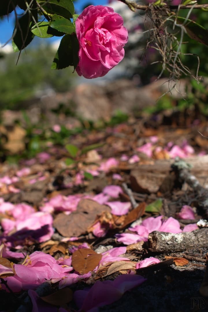 Pink flower above petals