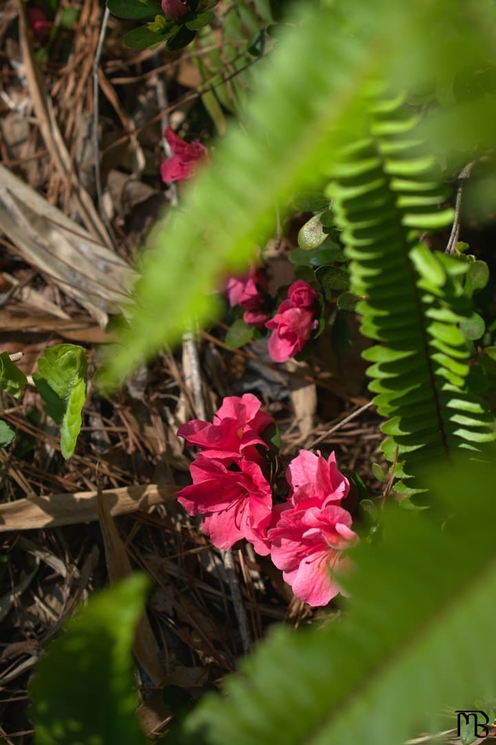 Red flowers behind fern