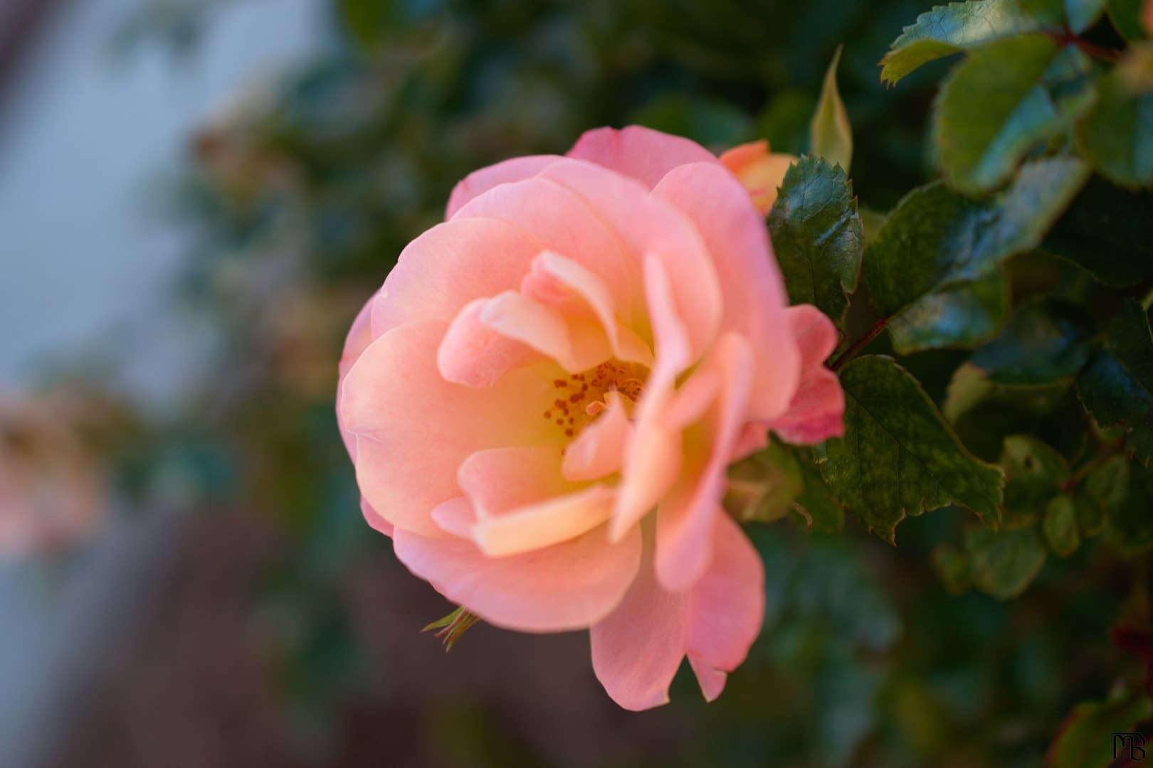 Yellow pink flower on bush