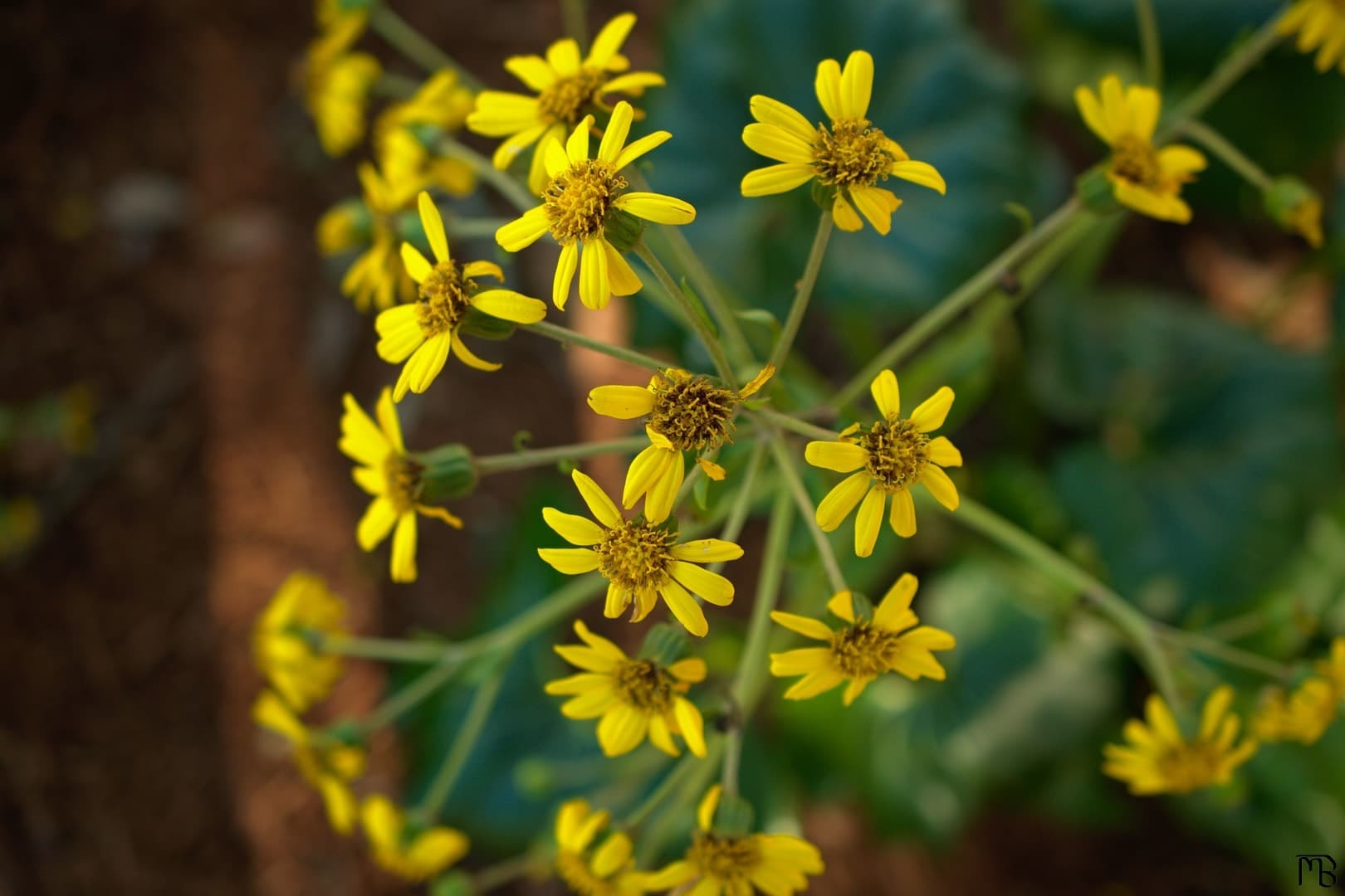 Yellow daisies