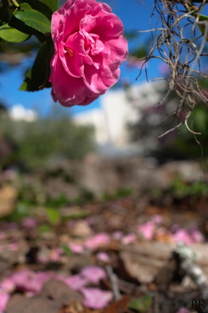 Pink/red flower near sidewalk