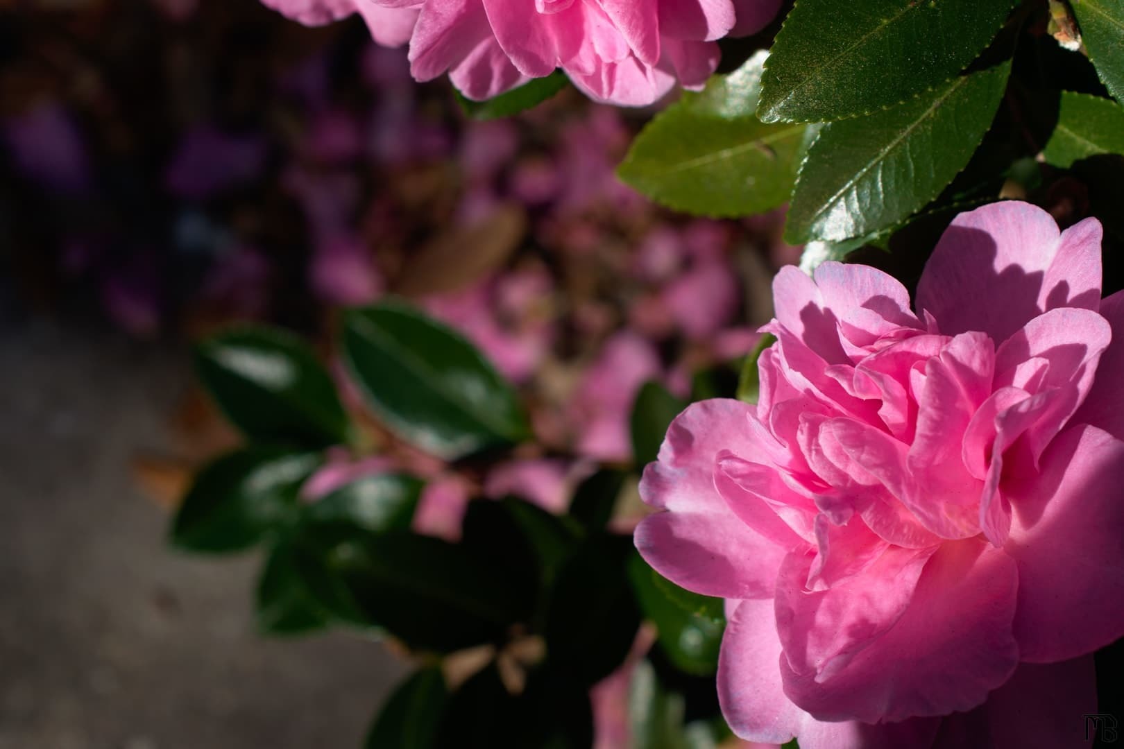 Pink flower in bush