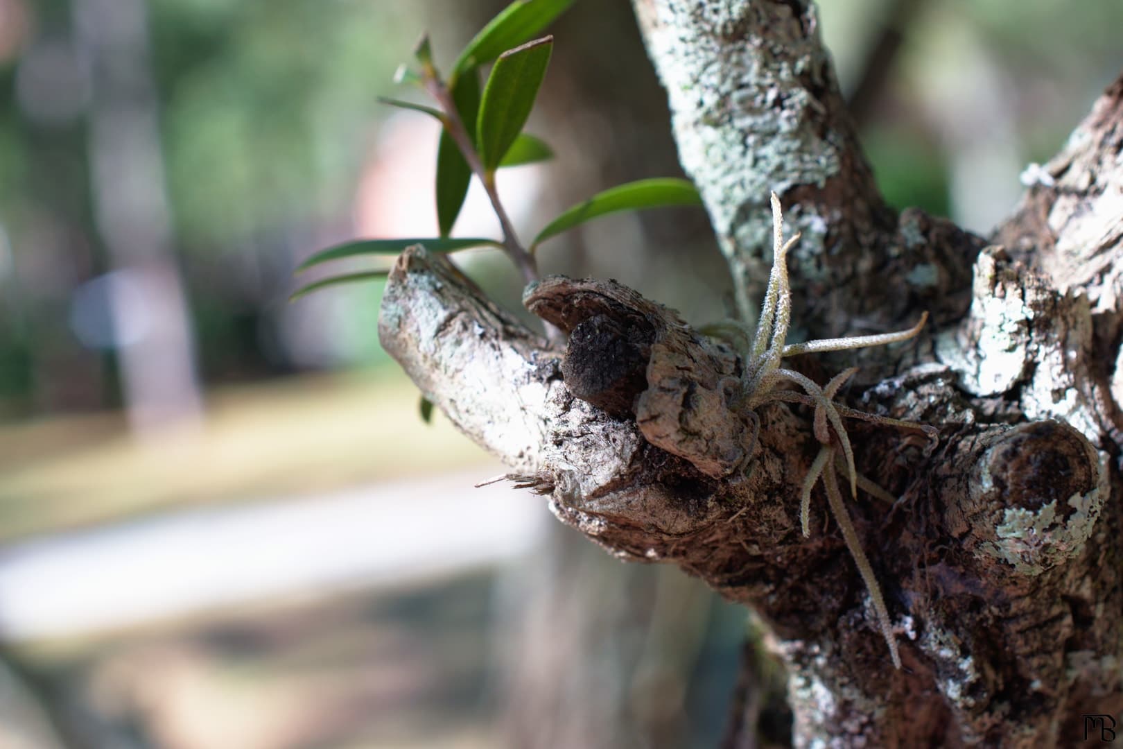 Moss growing out of tree