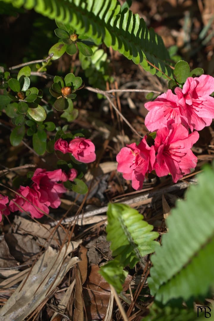 Pink/red flower near ground