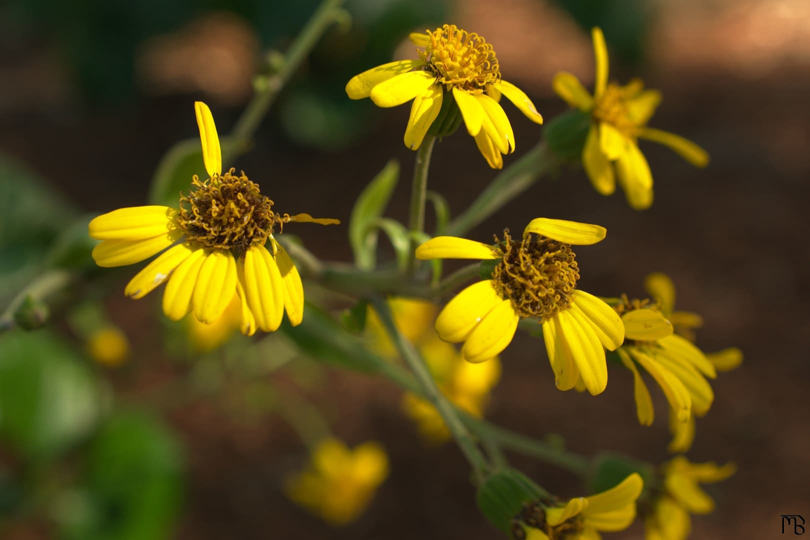 Yellow daisies near sidewalk