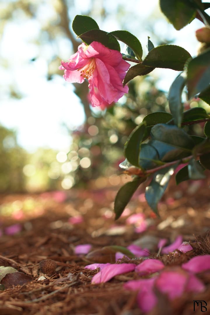 Pink flower in sun above petals