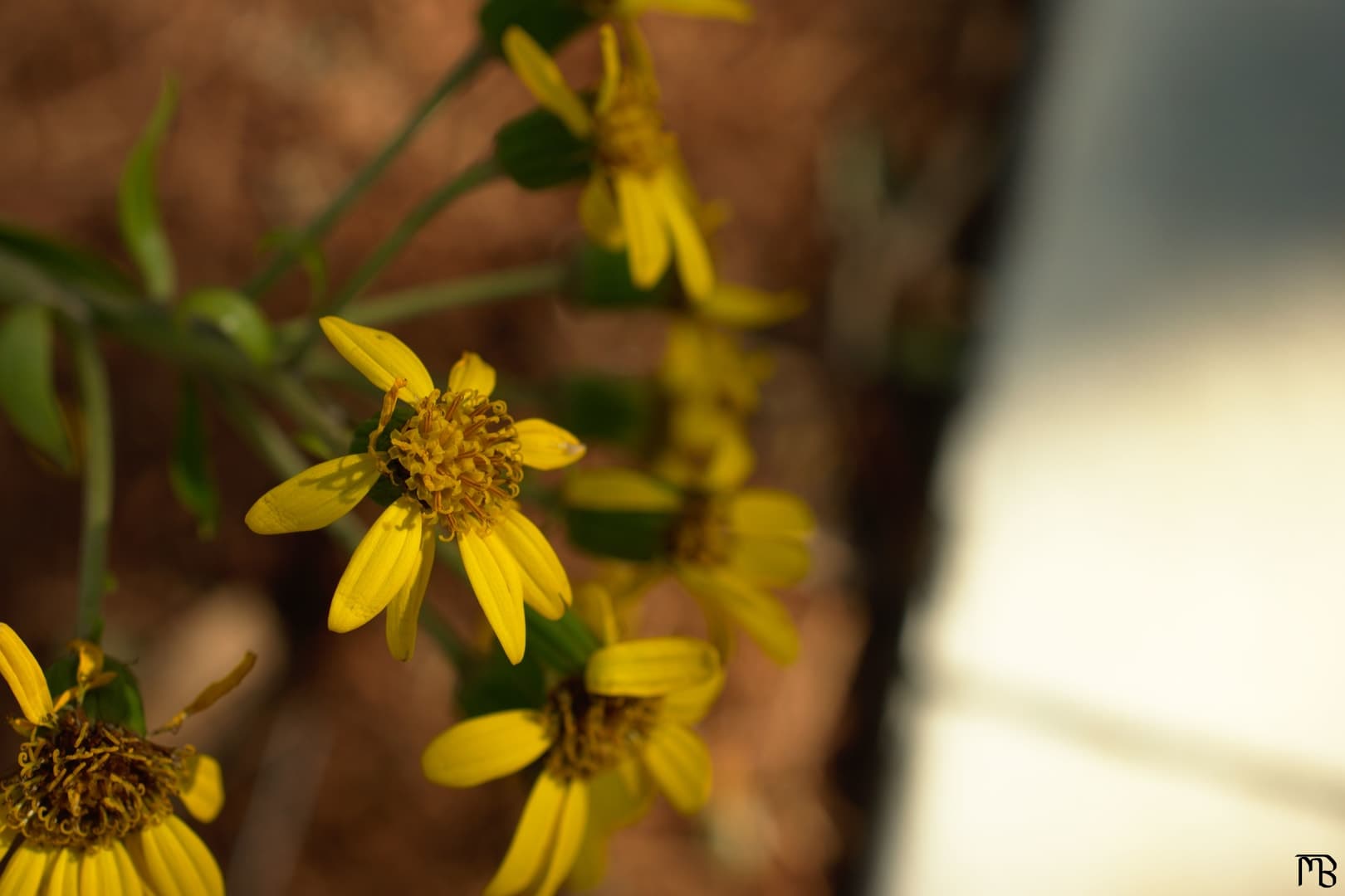 Yellow daisy above sidewalk