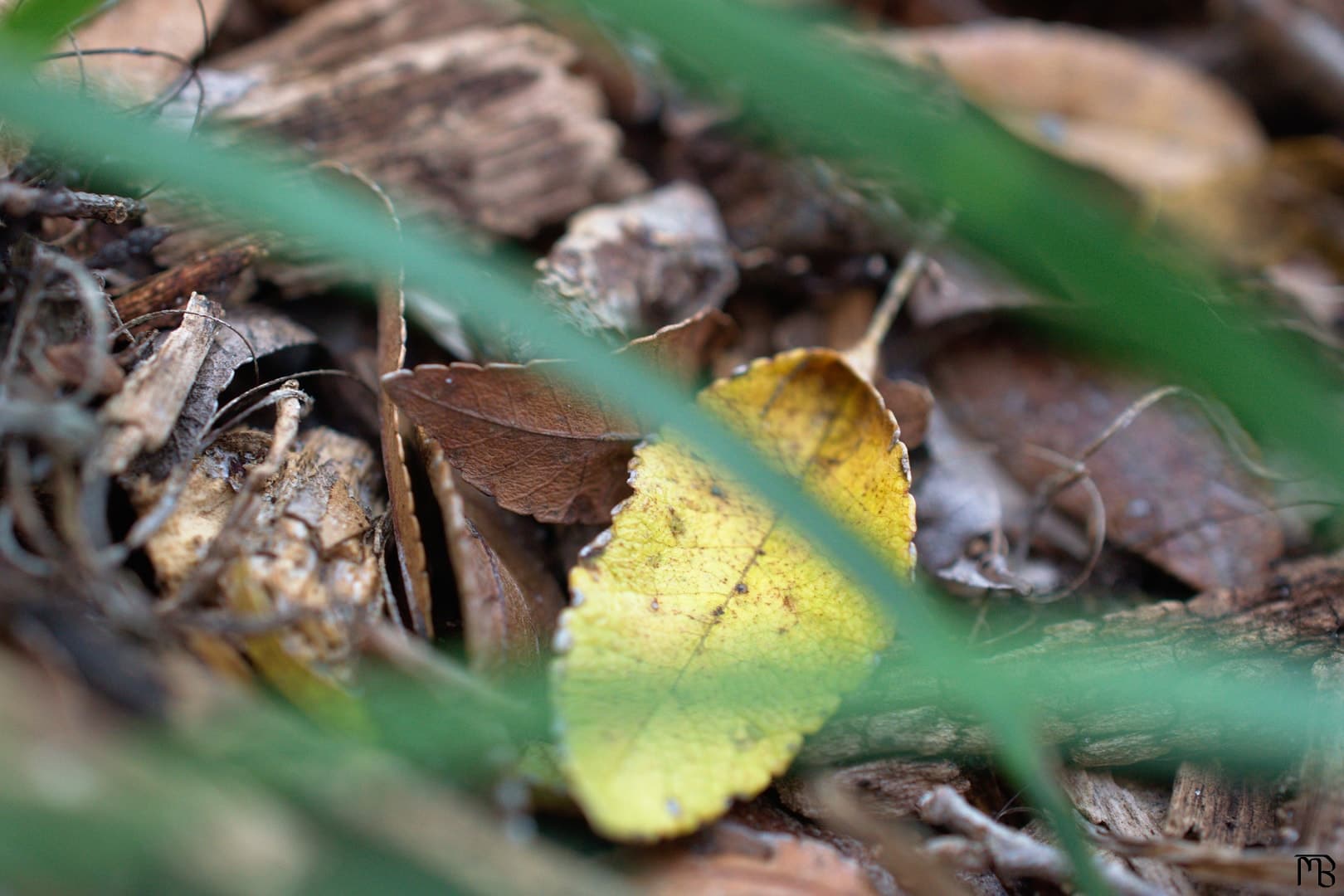 Yellow leaf on ground