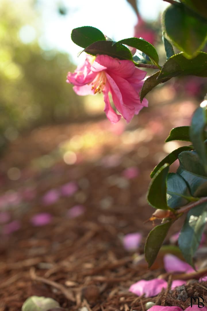 Pink flower near ground