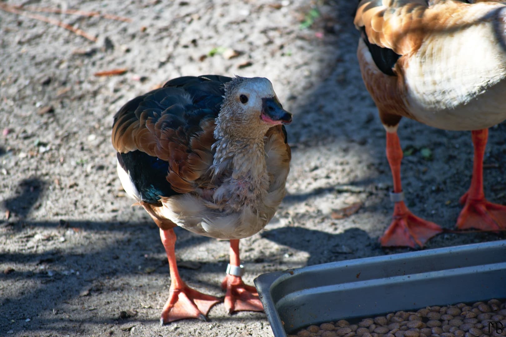 Duck near food