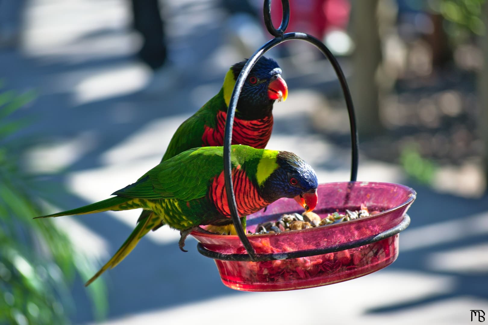 Two birds on feeder