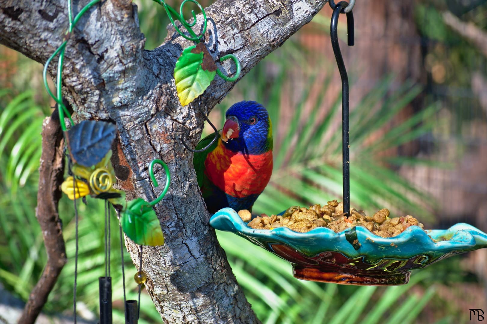 Bird on feeder