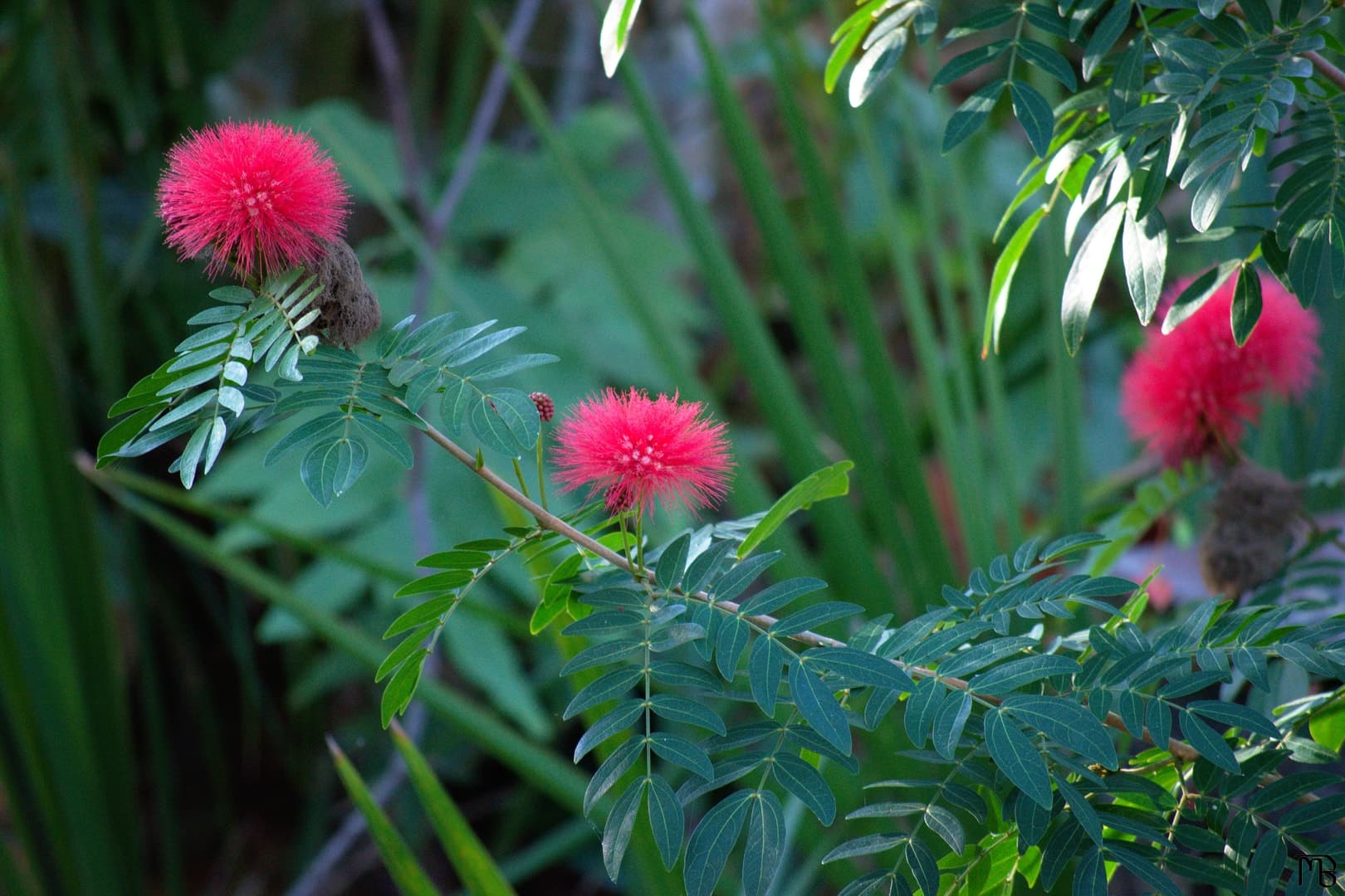 Red/pink flowers on branch