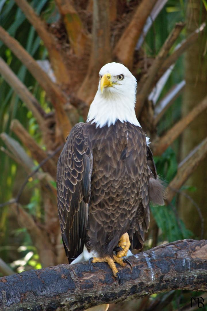 Bald eagle on branch