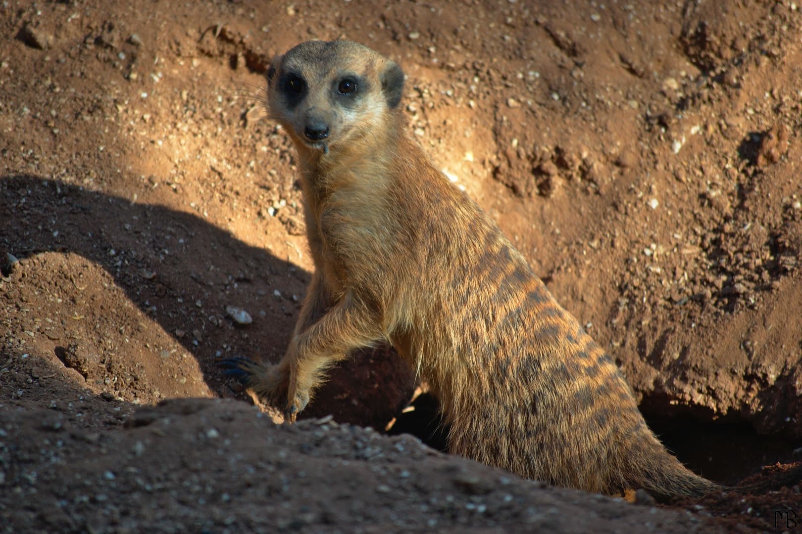 Meerkat in hole