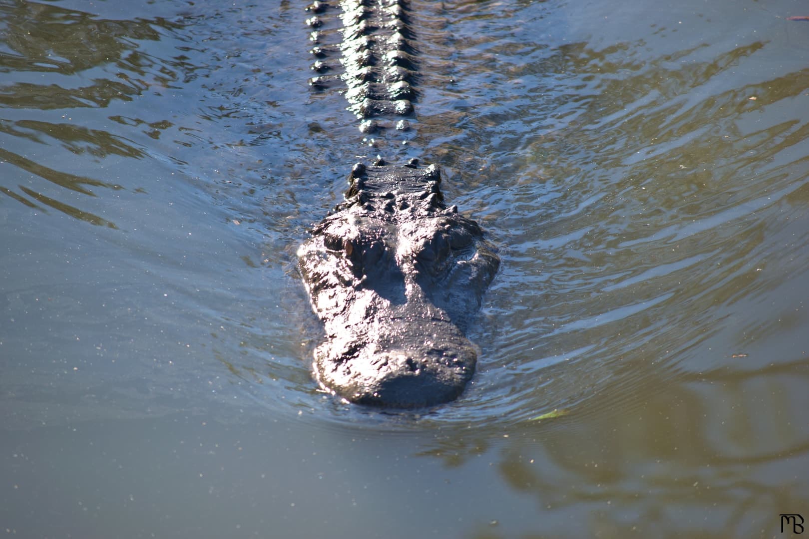 Aligator swimming