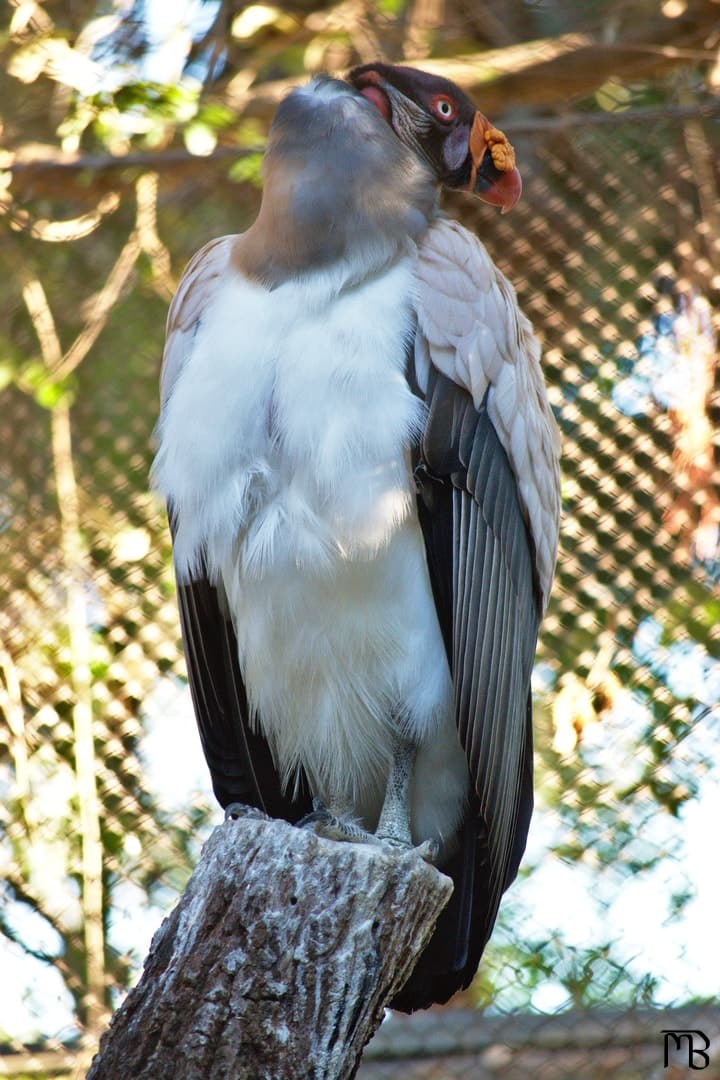 Vulture on stump