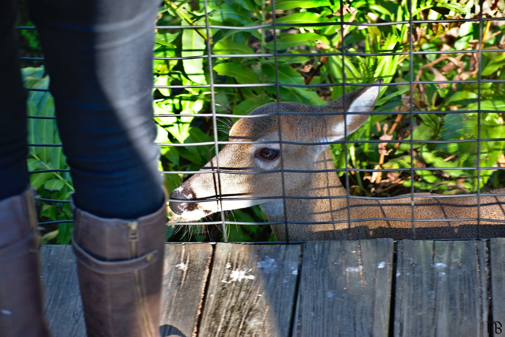 Deer below board walk