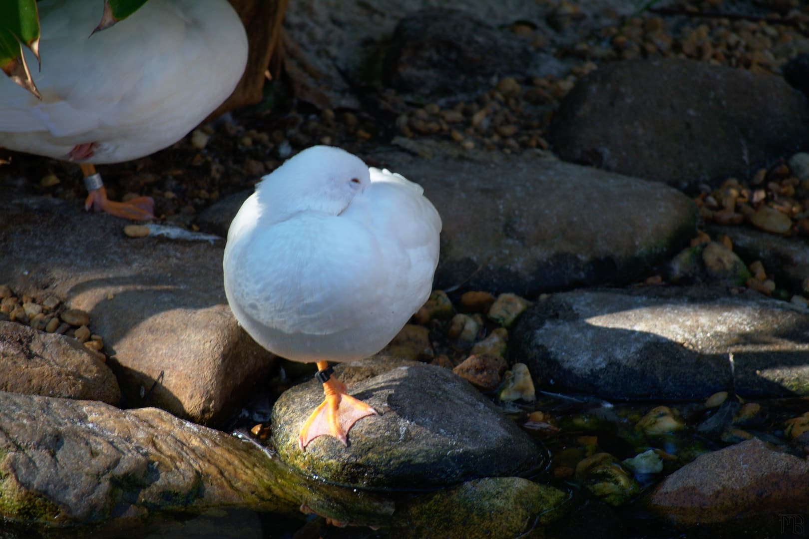 Duck standing on rock