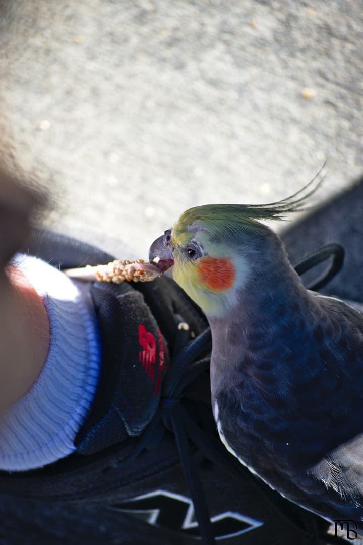 Bird eating on shoe