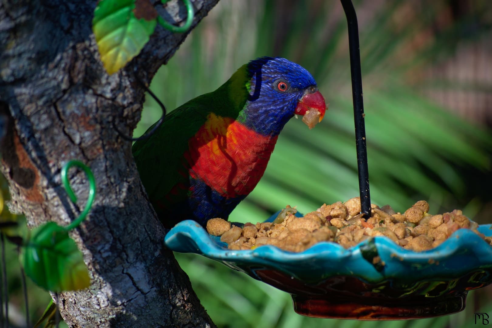 Bird eating on feeder