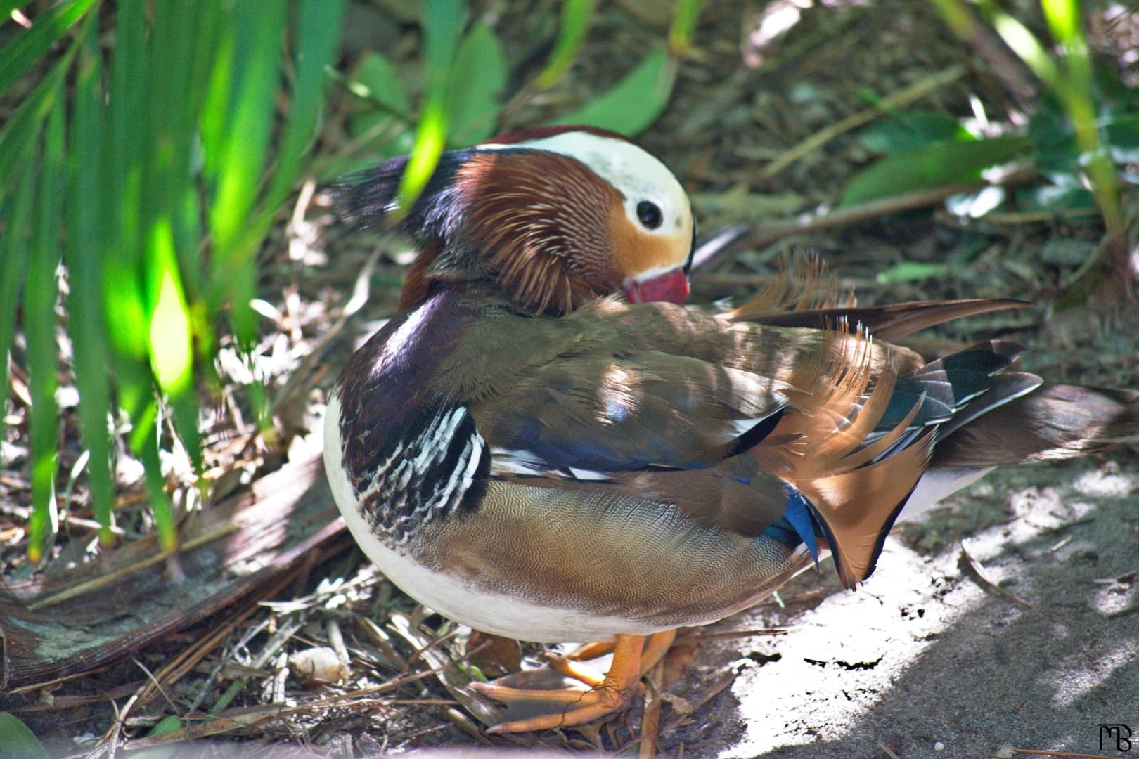 Duck under bush