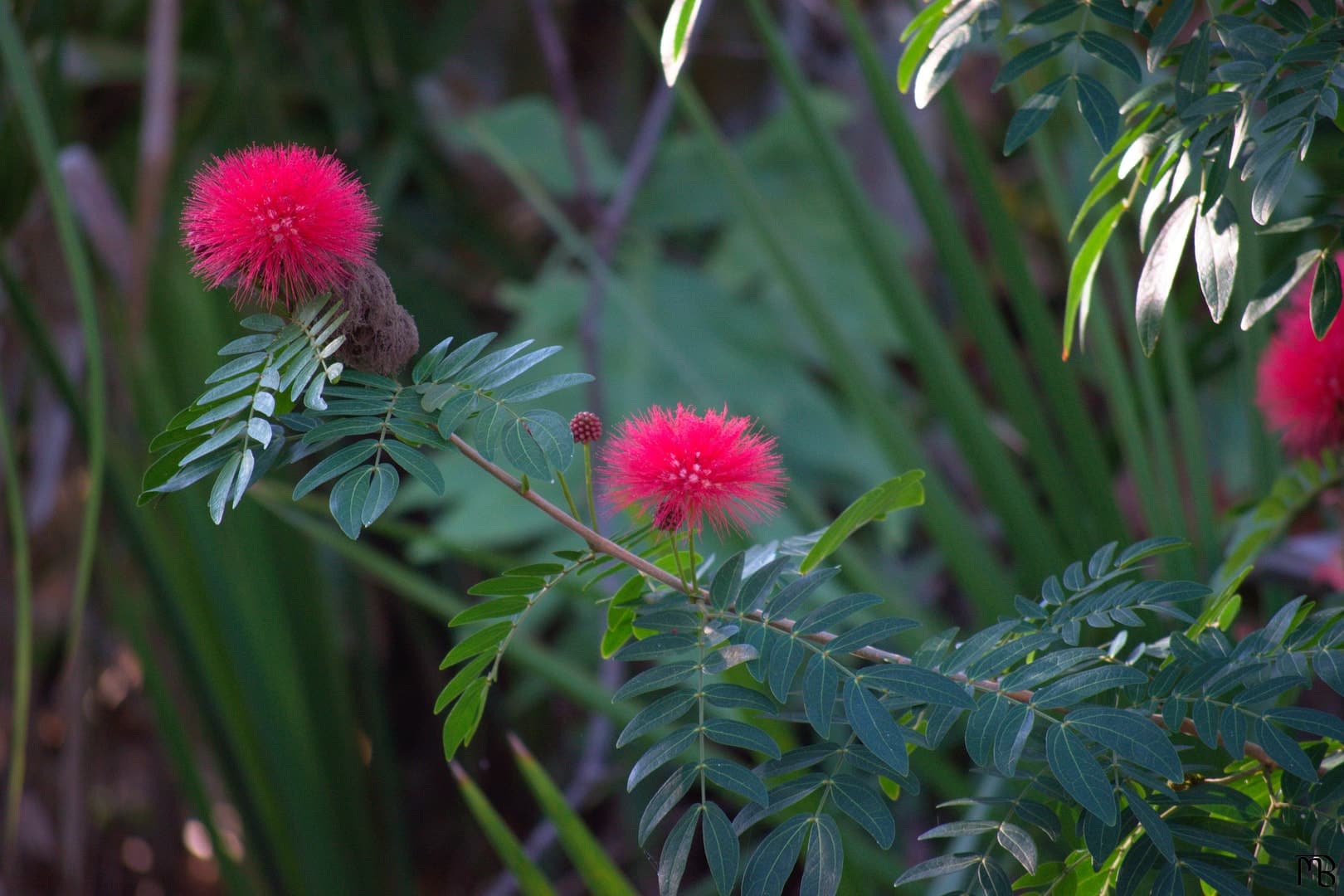 Pink flowers