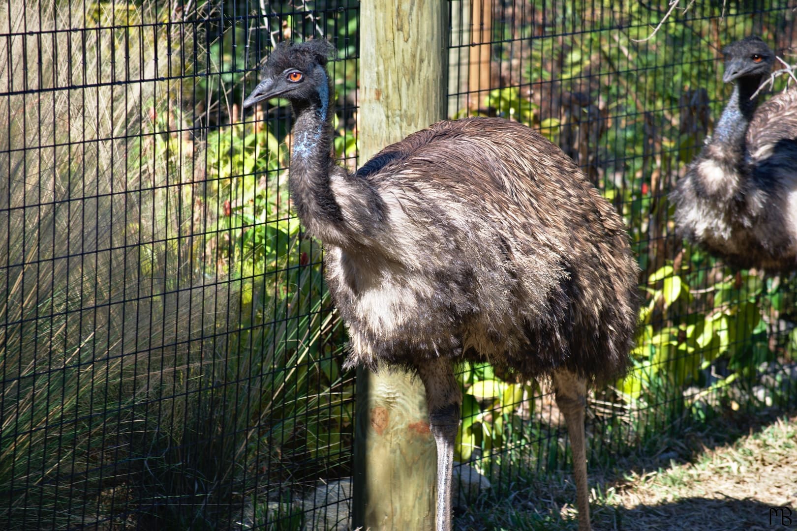 Emu near fence