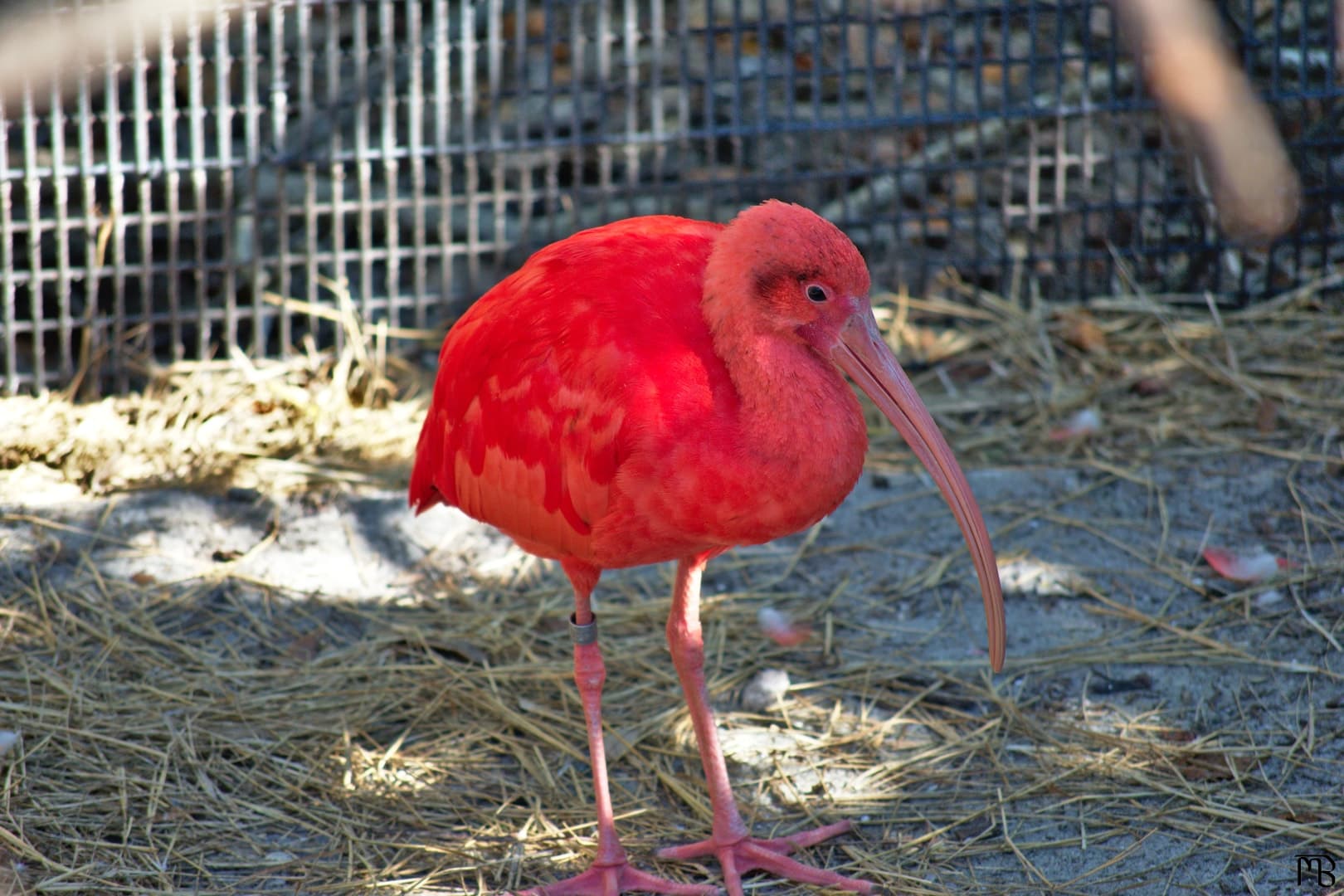 Pink bird on ground