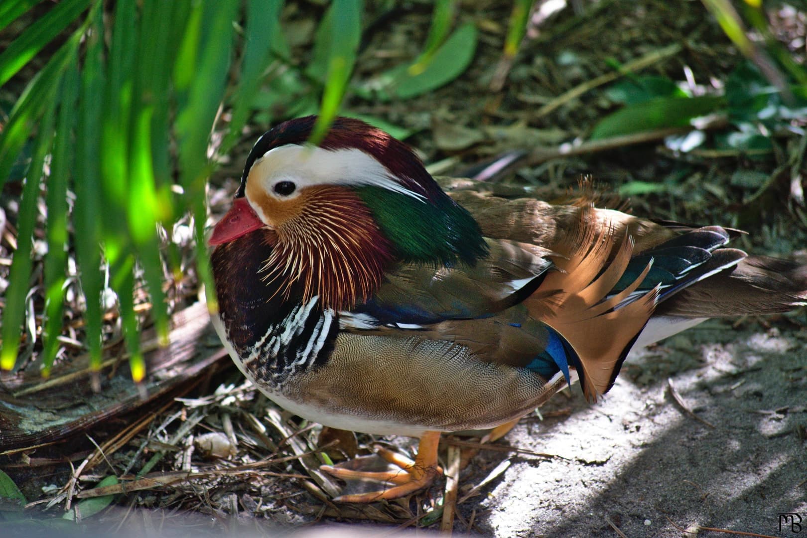 Duck under bush