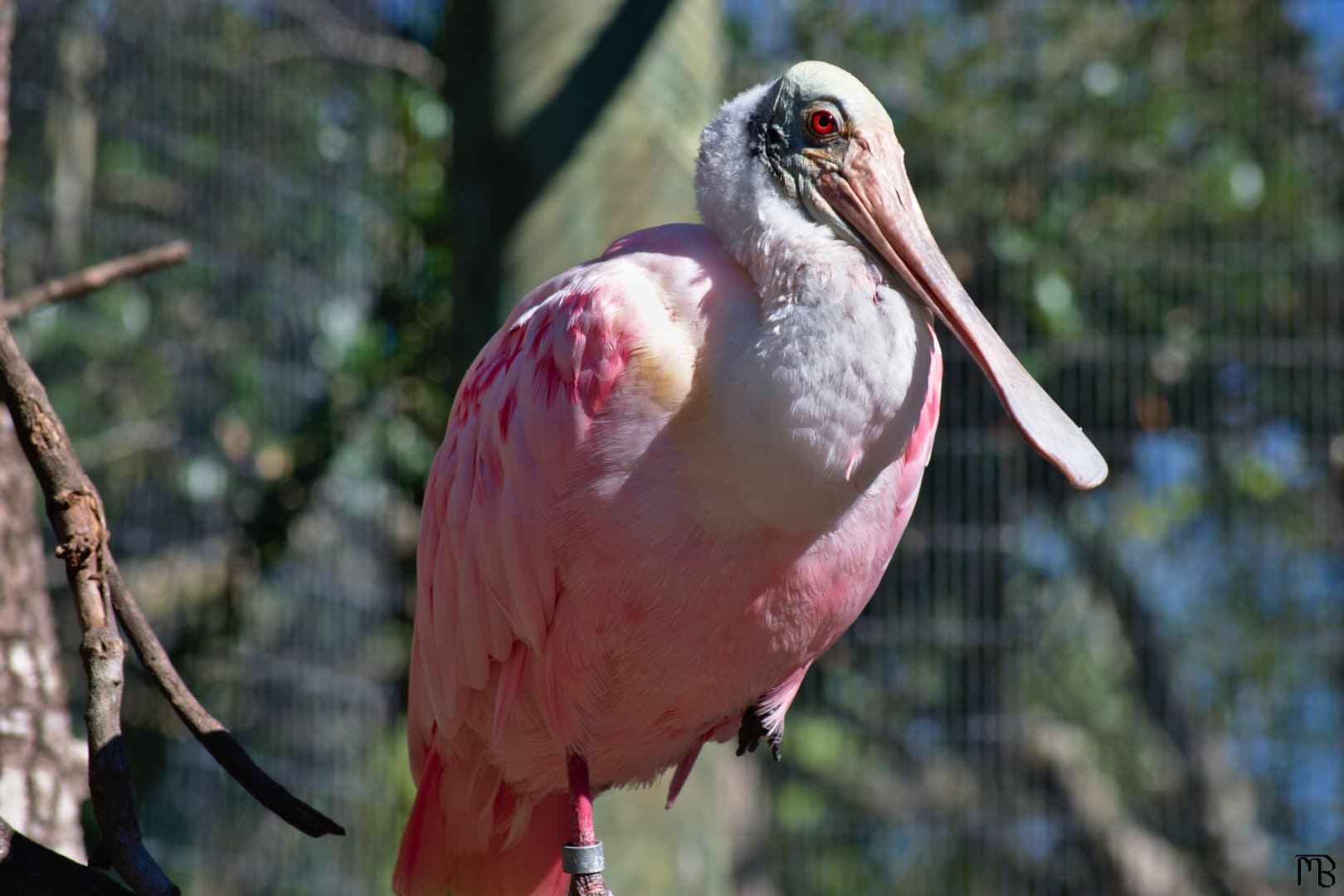 Pink bird on branch