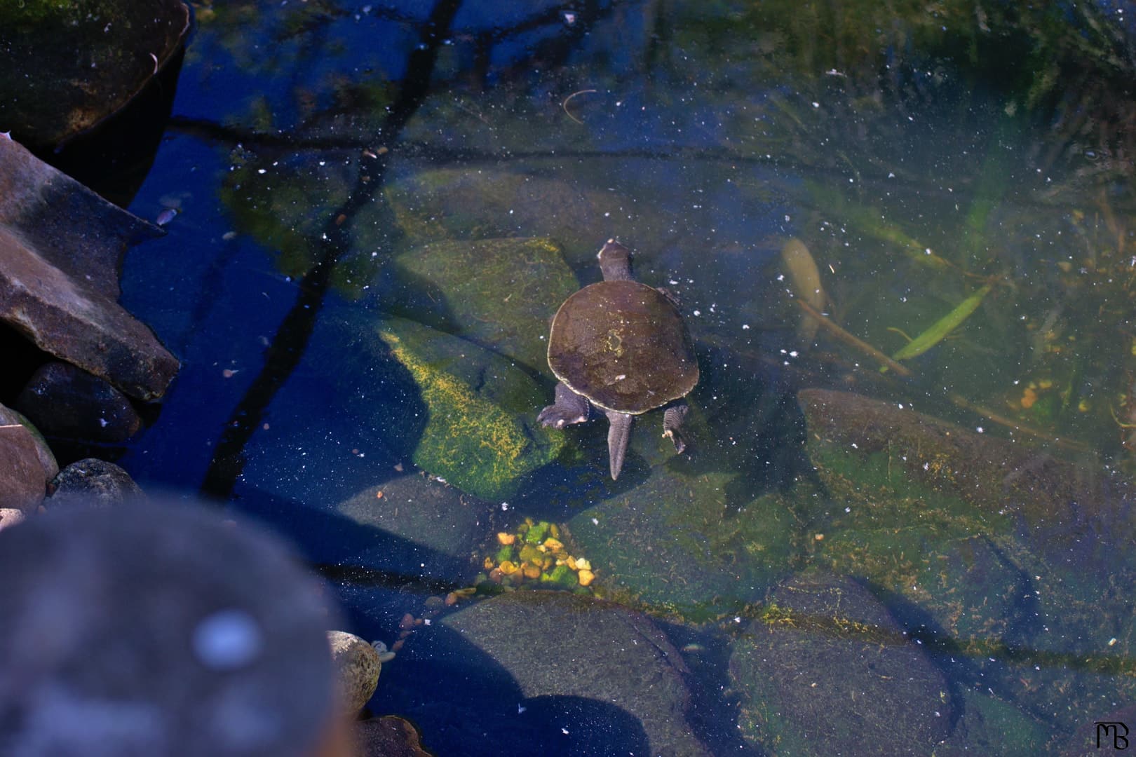 Turtle swimming in pond