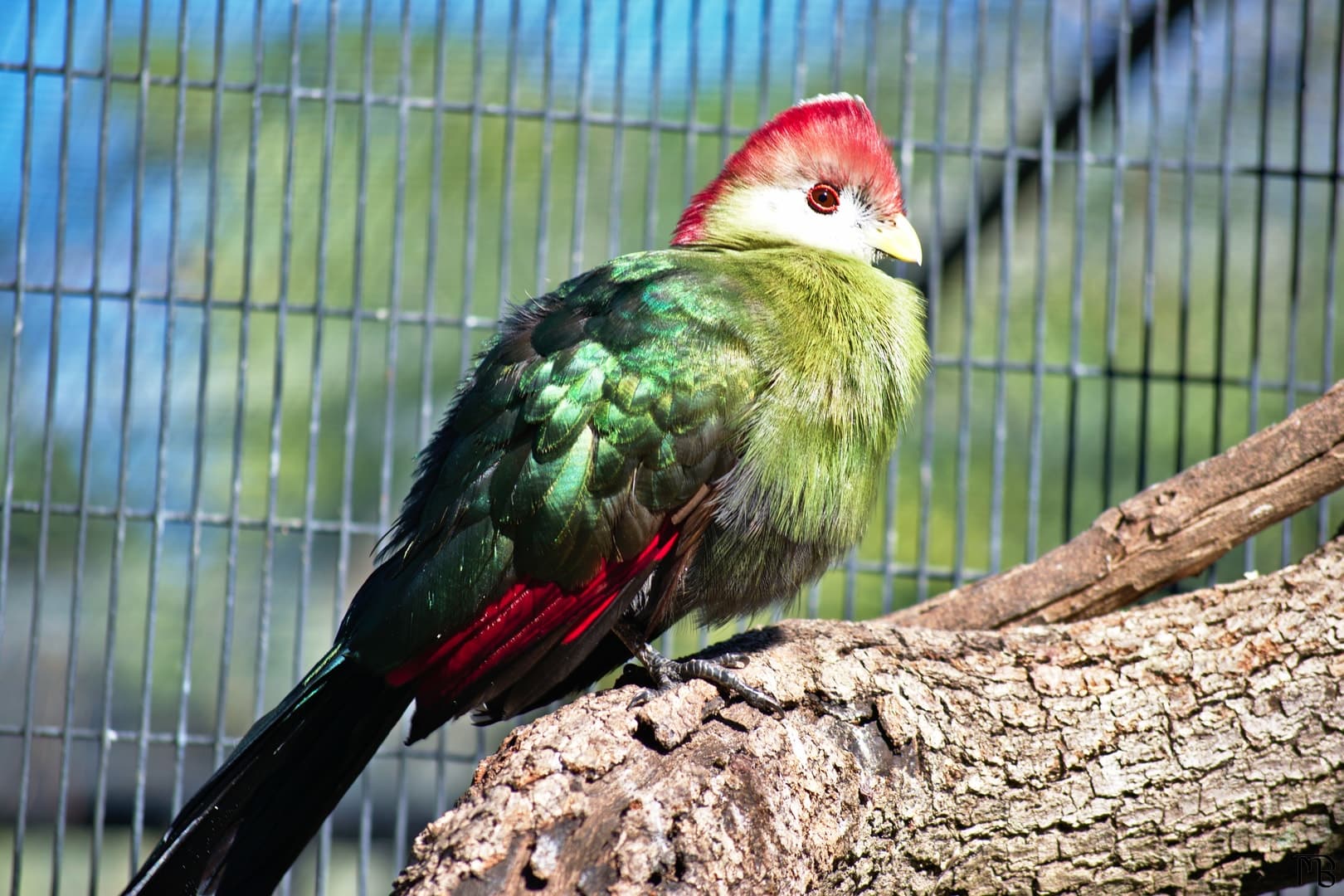 Green and red bird on branch