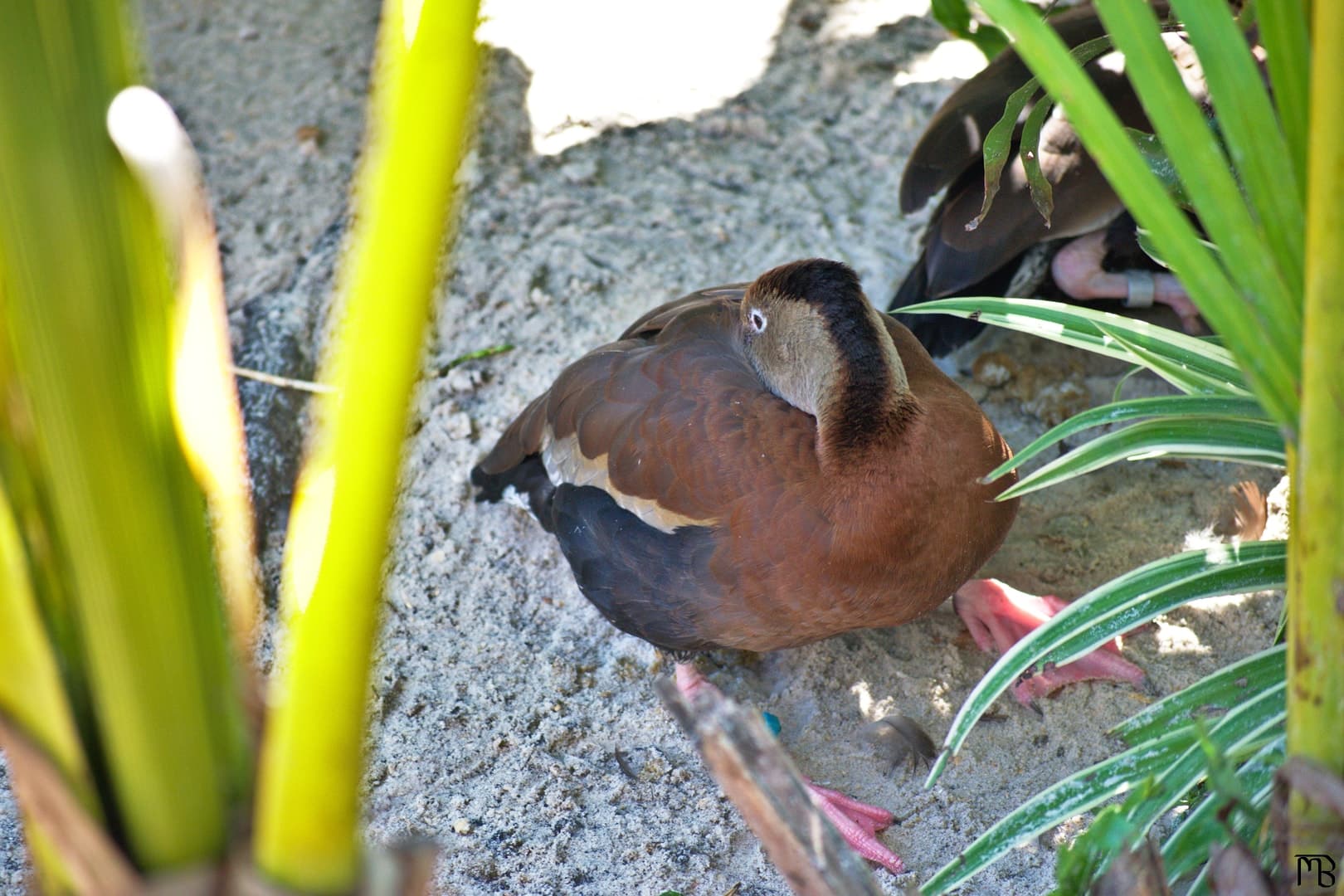 Duck next to pond