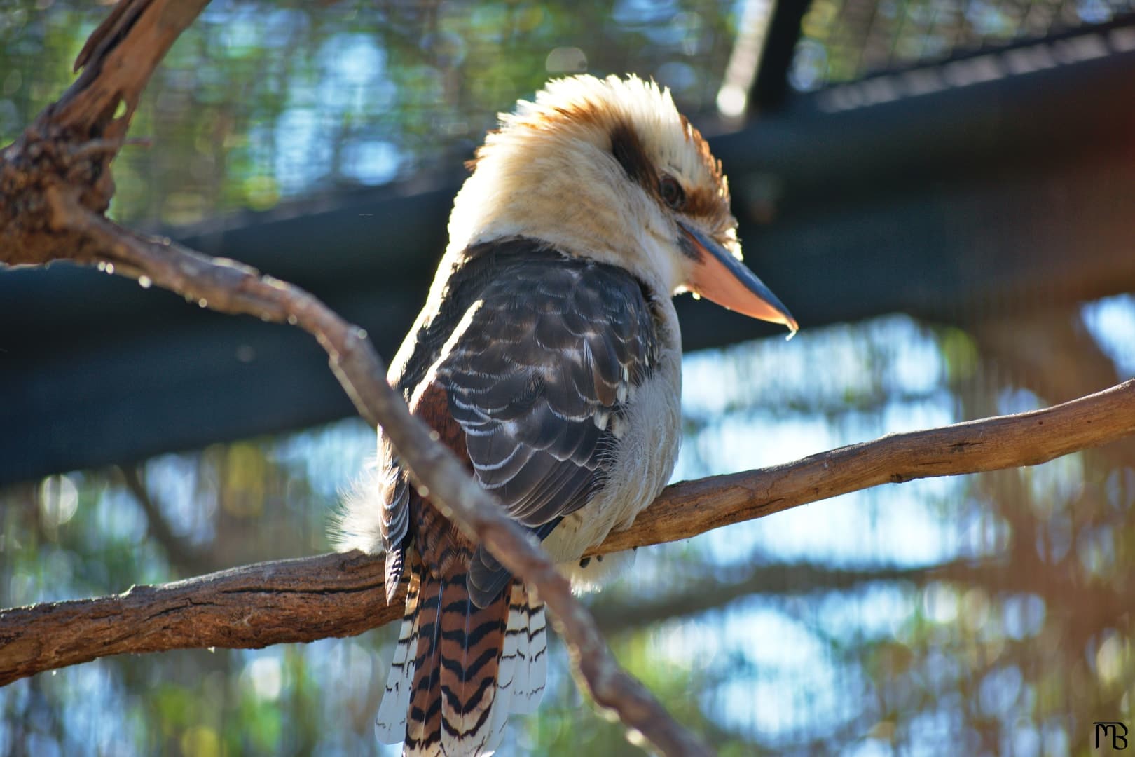 Brown bird on branch