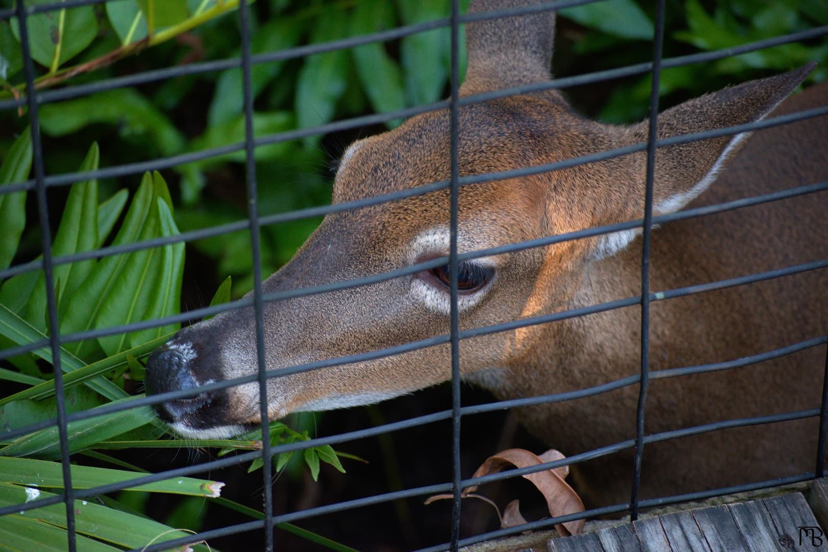 Deer next to board walk