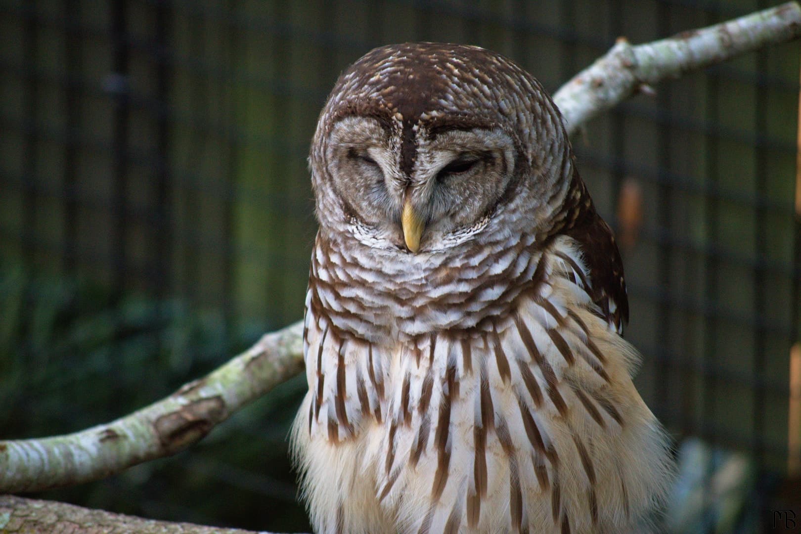 Owl with eye closed