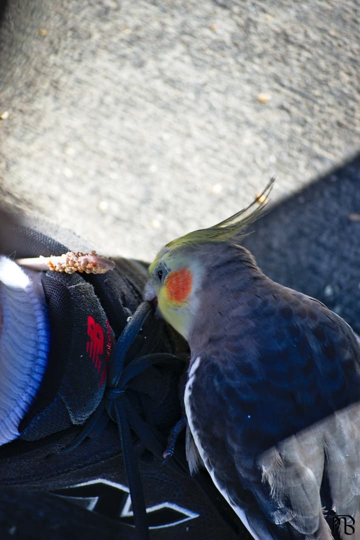 Bird eating shoelace