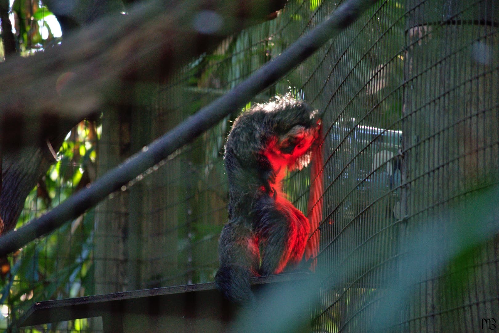 Monkey next to heat lamp