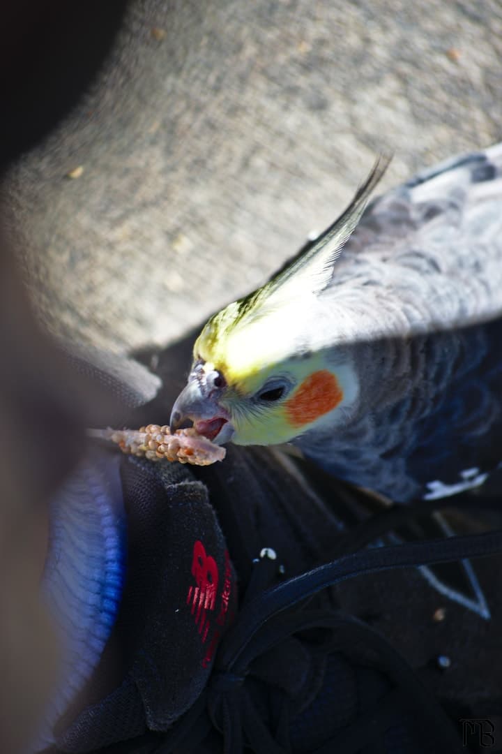 Bird eating on shoe