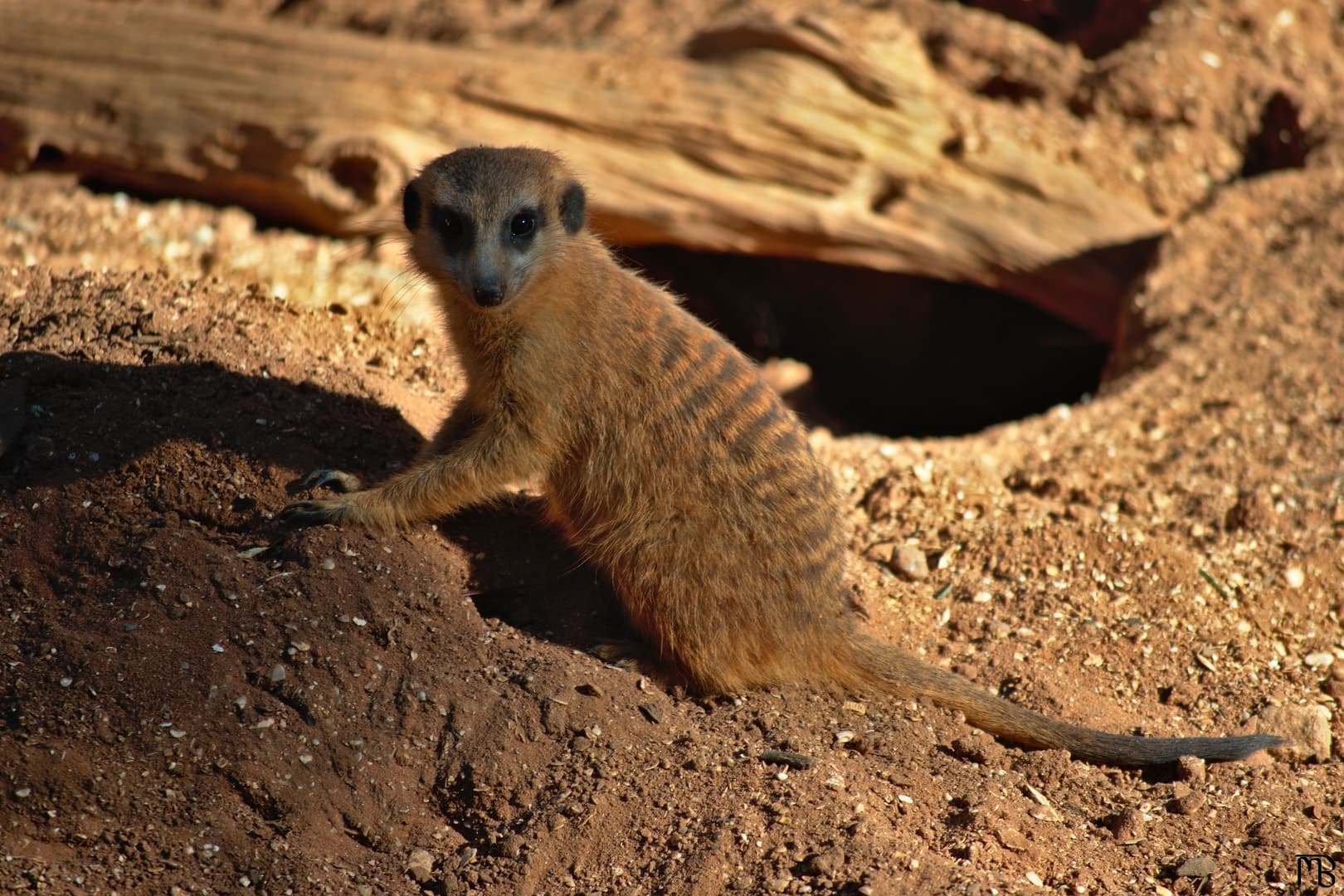 Meerkat on dirt