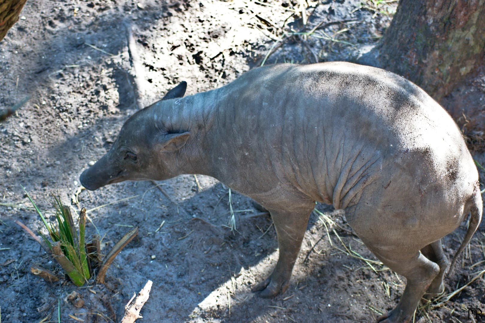 Pig on ground