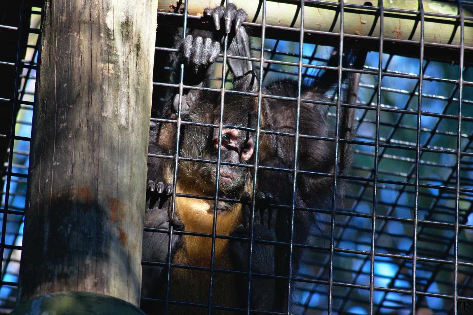 Spider monkey mom next to baby